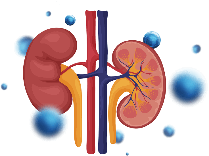 Illustration of a kidney surrounded by orbs