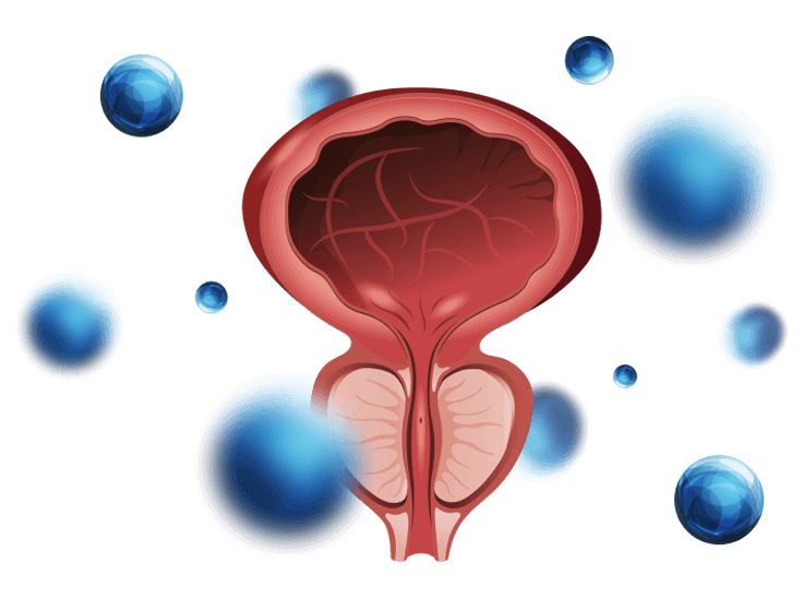 Illustration of a bladder and prostate surrounded by orbs