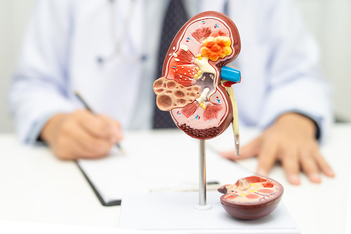 Kidney doctor using kidney model for consultation