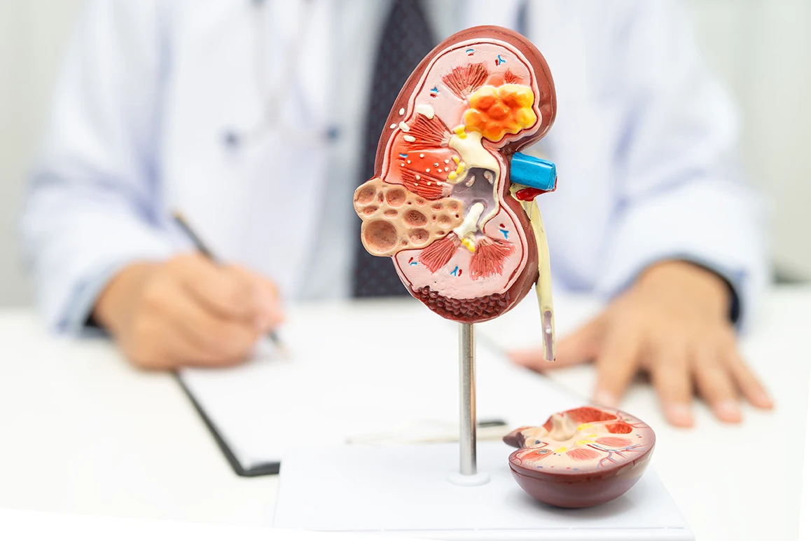 Kidney doctor using kidney model for consultation