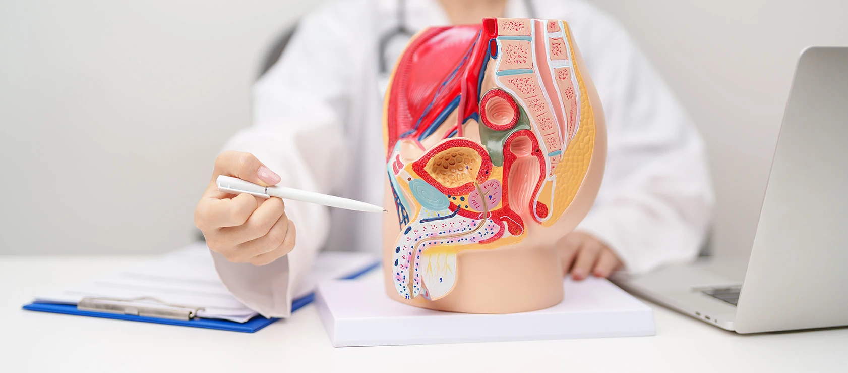 Urinary doctor with male urinary system model