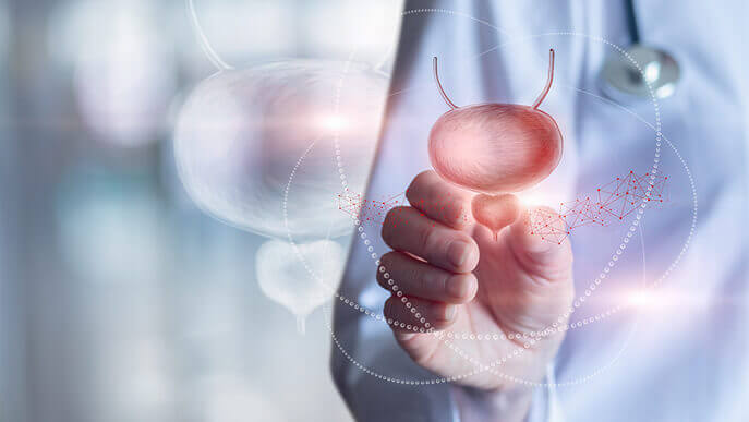 Doctor shows bladder with prostate