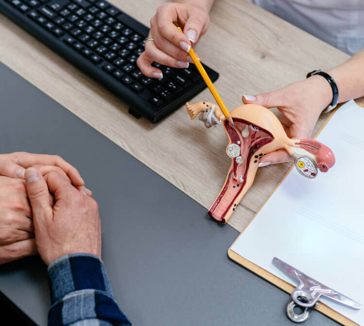 Fertility specialist pointing to the female reproductive system using pencil