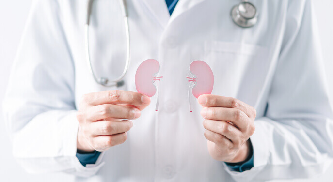 Kidney specialist in a white coat holding a paper cutout of a kidney organ