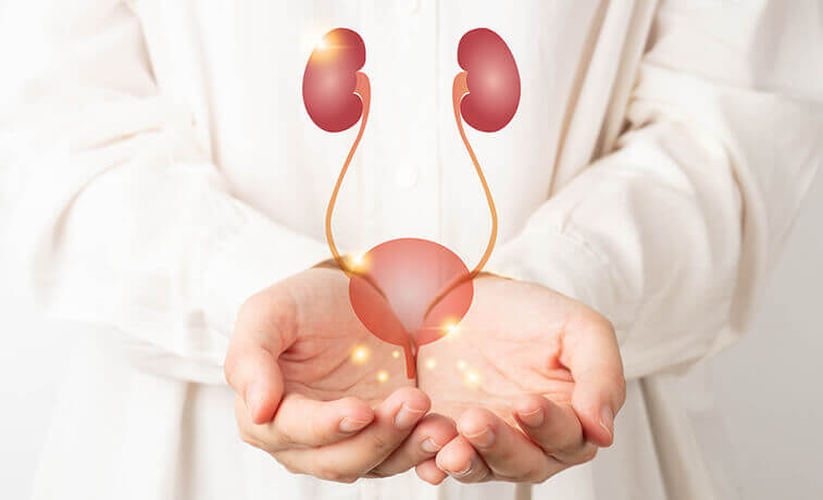 Kidneys with bladder anatomy on doctor hands
