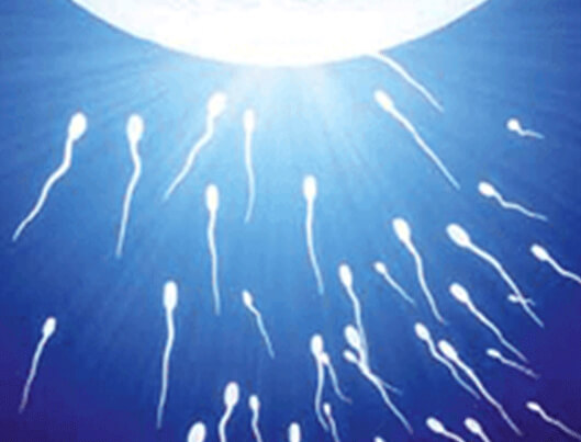 Male Fertility